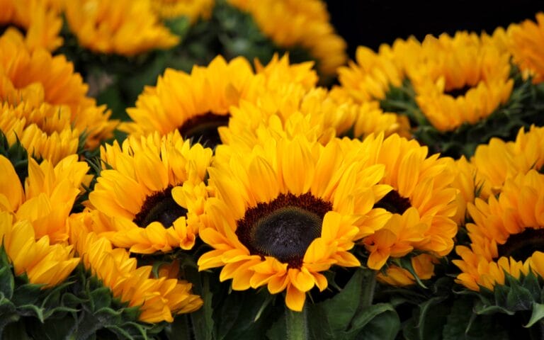 Ajurwedyjskie sposoby na spokój i czułość dla siebie w trudnym czasie